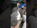 male guinea fowl call