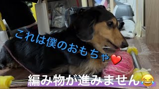 【ミニチュアダックス】犬服を編みたいのに毛糸でいつまでも遊びたい犬