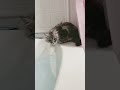 maine coon kitten unsure about bathtub 🧼 mainecoonkitten mainecoon kitten