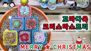 21.12.25 다육이로 크리스마스트리/모래요정 다육식물 (多肉植物) (たにくしょくぶつ) Korean Succulent