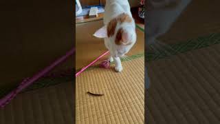 ねこ動画 ムカデが出たぞう③捕まえてくれぇ😹（対馬のにょすきち）#shorts #島猫