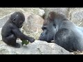 Gorilla⭐️Momotaro is worried about the baby who fell into the pool, but he doesn't try to help.