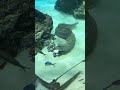 ✯🐟ニセゴイシウツボ🐟✯ サンシャイン水族館 ニセゴイシウツボ ウツボ