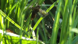 Libelle schlüpft aus der Larven-Exuvie