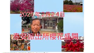 泰安派出所， 2025年櫻花季， 2月24日櫻花盛開