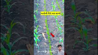 અનોખી રીતે પાક વાવ્યો || jugaad in farming #farm #ખેડુત #મકાઈ #ધાણા #જુગાડ #jugaad #udaydhakel