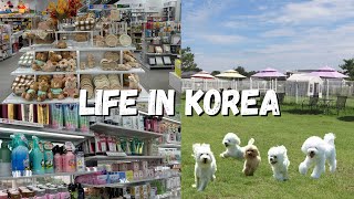 LIFE IN KOREA 🇰🇷 Daiso Shopping and Dog's Cafe