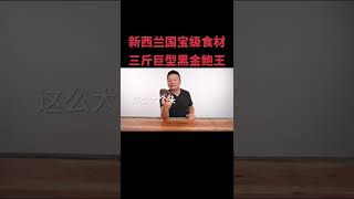 巨型黑鮑-紐西蘭國寶級食材 #紐西蘭 #黑鮑 #動物