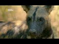 battle for survival in the drought savage kingdom हिंदी full episode s4 e4 nat geo wild