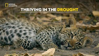 Battle for Survival in the Drought | Savage Kingdom | हिंदी | Full Episode | S4 - E4 | Nat Geo Wild