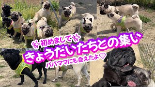 実のパグきょうだいたちとの集い💛似てる？似てない？_pugパピー