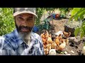 inside a chicken composting yard what i ve learned after two years