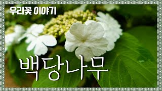 [우리꽃 이야기. 37]  백당나무