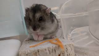 モグモグジャンガリアンハムスター #ハムスター #hamsters