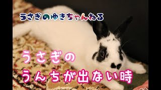 うさぎのうんちが出ない時【うさぎの飼い方】