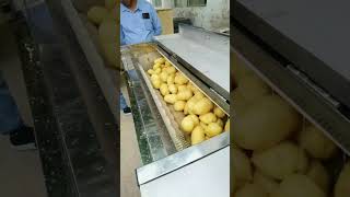 土豆清洗去皮机 potato peeling machine #machine #食品加工 #food #食品机械 #factory #automatic #product