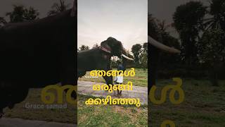 ഞങ്ങൾ ഒരുങ്ങി കഴിഞ്ഞു #elephant #gajaveeran #kerala #shorts