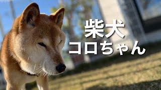 柴犬　コロちゃん【Shiba Inu】