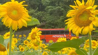 2022/07/06　見頃です！　なかやまサンテラスのひまわり畑　その３　〜愛媛県伊予市〜