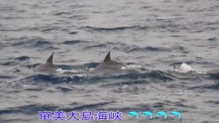 奄美大島海峡 イルカ