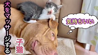 【尊いの極み】犬にマッサージする子猫がこちら....