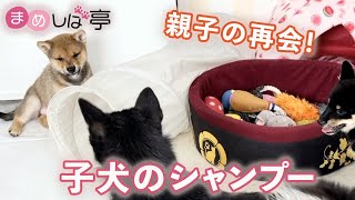 かわいい豆柴子犬のシャンプー✨親子の再会！毎日ハッピーなまめしばおチビたちのブログ・vlog