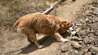 I Sheltered a Stray Dog. Once She Trusted Me, She Brought Her Newborns Home to Me