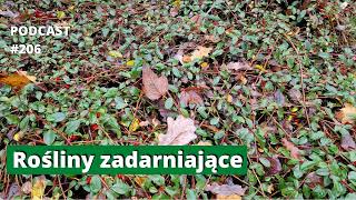 206. Rośliny zadarniające. Podcast