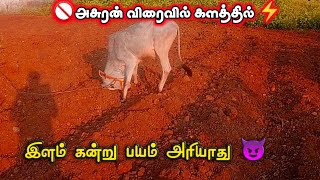 இளம் கன்று பயம் அரியாது🔥அசுரன் விரைவில் களத்தில்⚡ #gow #jallikattu #bull #viral #kaalai #tamil