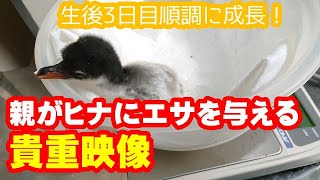 【ペンギン赤ちゃん】親がヒナにエサを与える様子　ペンギン赤ちゃん成長記録2　生後2-3日目　Gentoo Penguin Growth Record (Day 2-3)