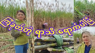 #ကြံစိုက်ခင်းခုတ်တဲ့နေရာသွားလည်မယ်#ကြံစိုက်ခင်း#cookingchannel #cookingbymoe #burmesefoodvlogger