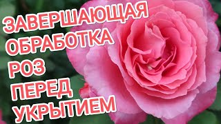 ЖЕЛЕЗНЫЙ КУПОРОС ОЧЕНЬ ВАЖНО! ОСЕННЯЯ ОБРАБОТКА РОЗ ПЕРЕД УКРЫТИЕМ.