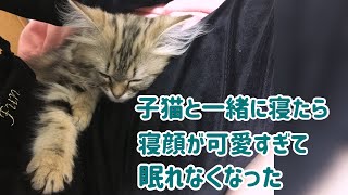 【子猫編】子猫と一緒に寝たら寝顔が可愛すぎて眠れなくなった