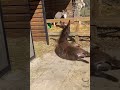 we have a front flip from donkey😂 shorts funny fails animals