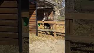 We Have A Front Flip From Donkey😂#shorts #funny #fails #animals