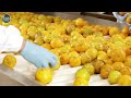 amazing orange growing process orange farm and harvest impressive technology