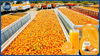 Incrível Processo de Cultivo de Laranja - Fazenda e Colheita de Laranjas - Tecnologia Impressionante