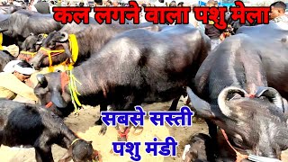 भिंड पशु मेला | Buffalo market | buffalo for sale indian | Pashu Mandi | Murrah buffalos