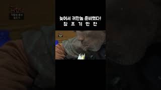 배 탄지 어언 15시간 드디어 먹는 완벽한 첫 끼니│먹방│#Shorts