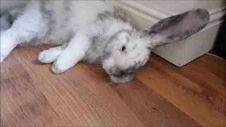 French Lops Flops