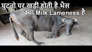 Milk Lameness ! Crossed Legs Standing ! Walking on Knees ! कारण एवं सटीक इलाज in Buffaloes !