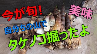 今が旬！自分ちの山でタケノコ掘りしたよ！