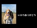 【祝🎉】愛犬の誕生日を盛大にお祝いしてみた🙆‍♀️