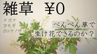 【生け花】雑草０円！ヨモギやナズナの活け花✨地味過ぎ😆センスの問題💦見覚えありまくりな草でも生花にできる❓お猪口を使って。