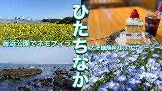 【ひたちなか・ネモフィラ】東京から午後休使ってひたちなかドライブ！大洗磯前神社/サザコーヒー