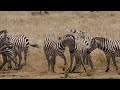 the wild beauty of zebras nature’s striped masterpiece the riot and the dance