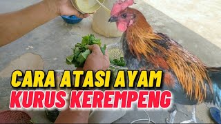 ini sulusinya ‼️ cara mengatasi ayam kurus kerempeng