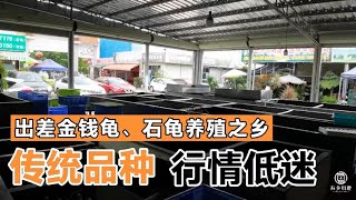 龟市现状：传统品种持续低迷，金钱龟、石龟、黄缘等品种价格下滑