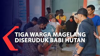 Tiga Warga Magelang Diseruduk Babi Hutan