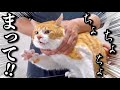 猫に「お風呂行くよ！」と言ったときの反応がこちら！トリマーが伝授！猫シャンプーテクニック